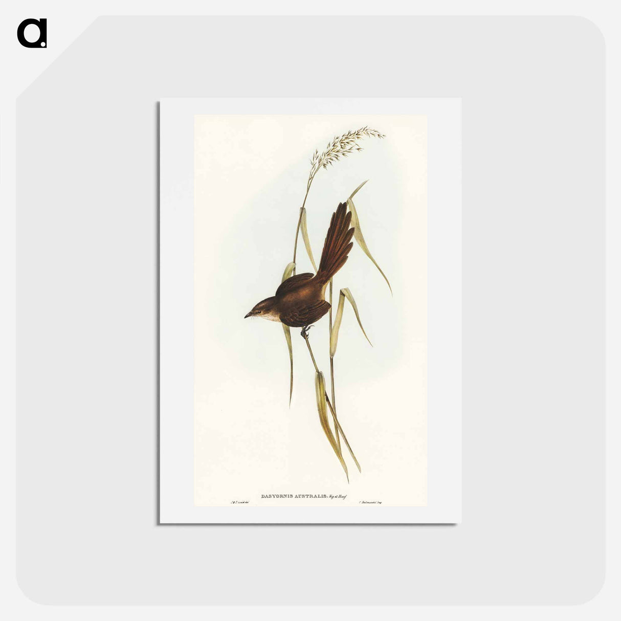 アートポストカード-Bristle Bird
 - オーストラリアの鳥 Postcard.