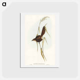 アートポストカード-Bristle Bird
 - オーストラリアの鳥 Postcard.