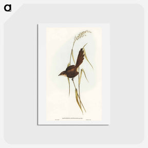 アートポストカード-Bristle Bird
 - オーストラリアの鳥 Postcard.