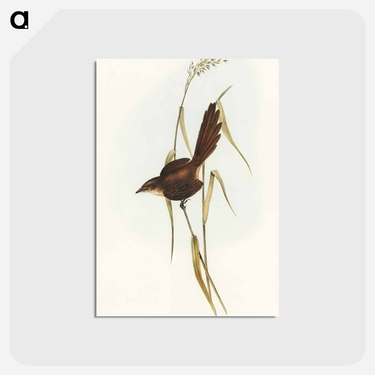 アートポストカード-Bristle Bird
 - オーストラリアの鳥 Postcard.