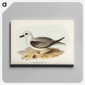アートパネル-White-headed Petrel
 - ジョン グールド Canvas.