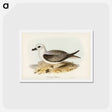 アートポストカード-White-headed Petrel
 - ジョン グールド Postcard.