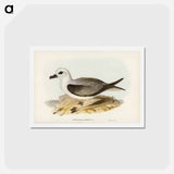 アートポストカード-White-headed Petrel
 - ジョン グールド Postcard.
