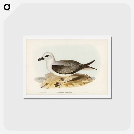 アートポストカード-White-headed Petrel
 - ジョン グールド Postcard.