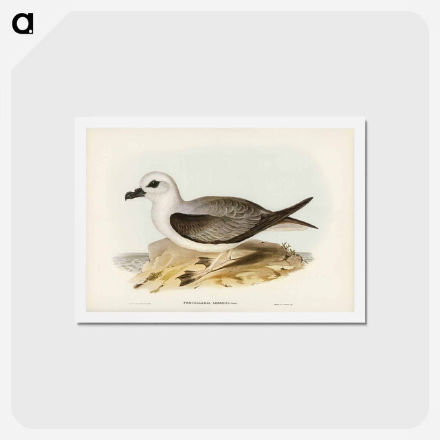 アートポストカード-White-headed Petrel
 - ジョン グールド Postcard.