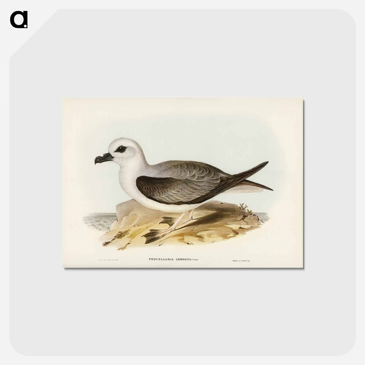 アートポストカード-White-headed Petrel
 - ジョン グールド Postcard.