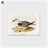 アートポストカード-White-headed Petrel
 - ジョン グールド Postcard.