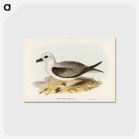 アートポストカード-White-headed Petrel
 - ジョン グールド Postcard.