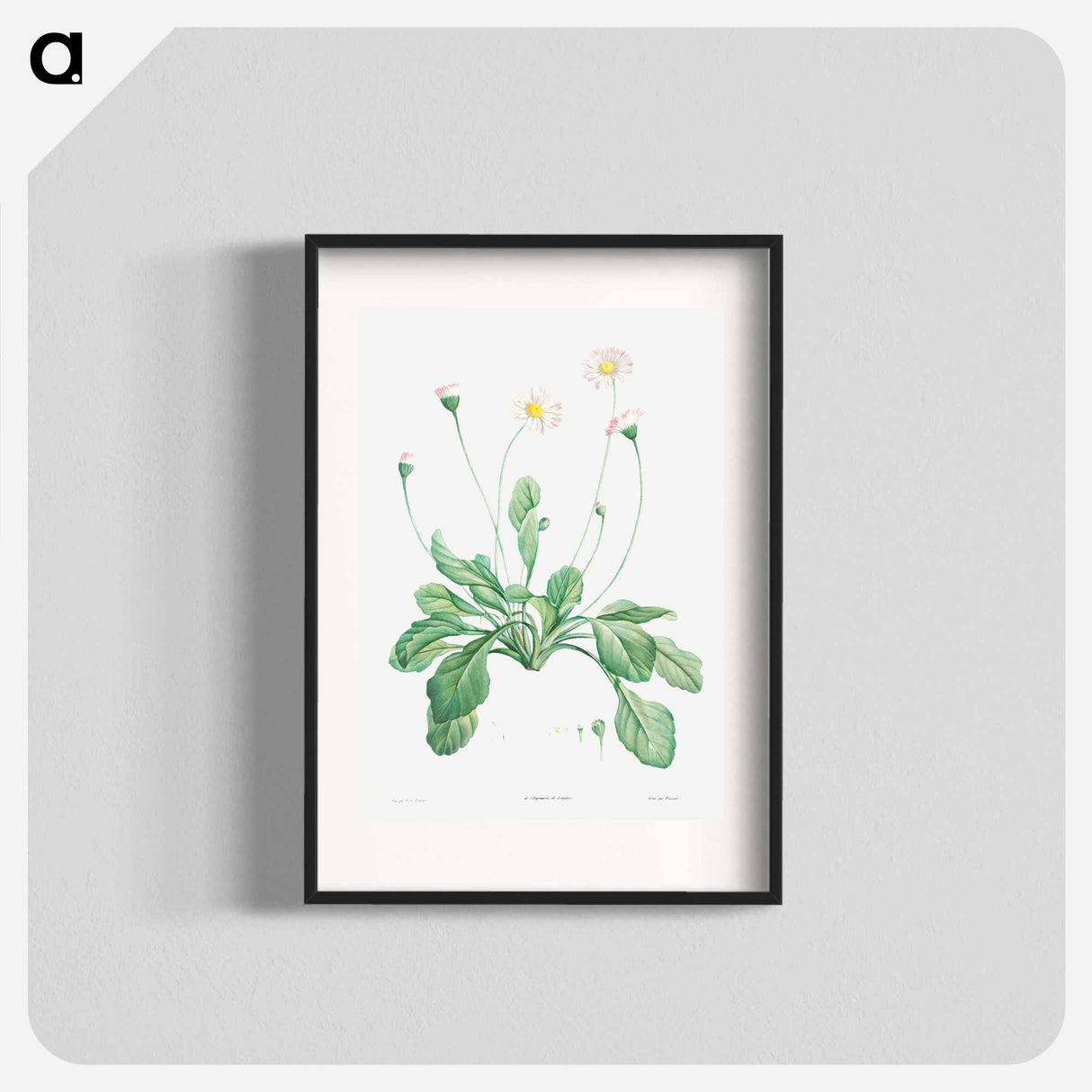 Daisy - Pierre Joseph Redouté Poster.