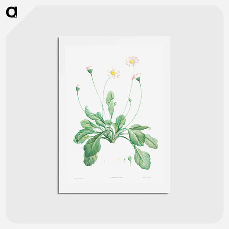 アートポストカード-Daisy - ピエール ジョゼフ ルドゥーテ Postcard.