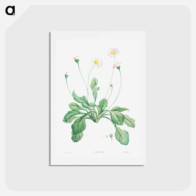 アートポストカード-Daisy - ピエール ジョゼフ ルドゥーテ Postcard.