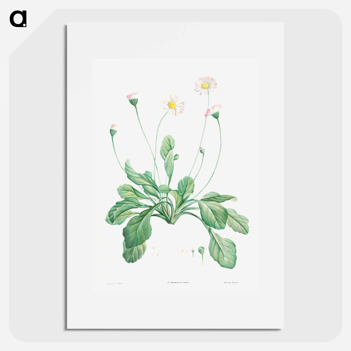 Daisy - Pierre Joseph Redouté Poster.