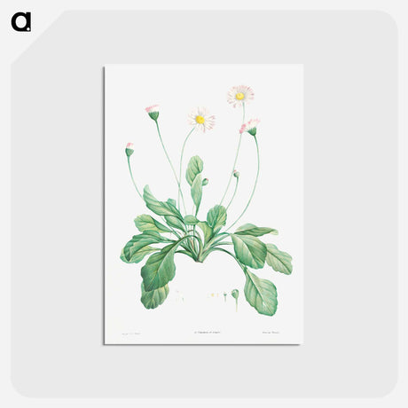 アートポストカード-Daisy - ピエール ジョゼフ ルドゥーテ Postcard.