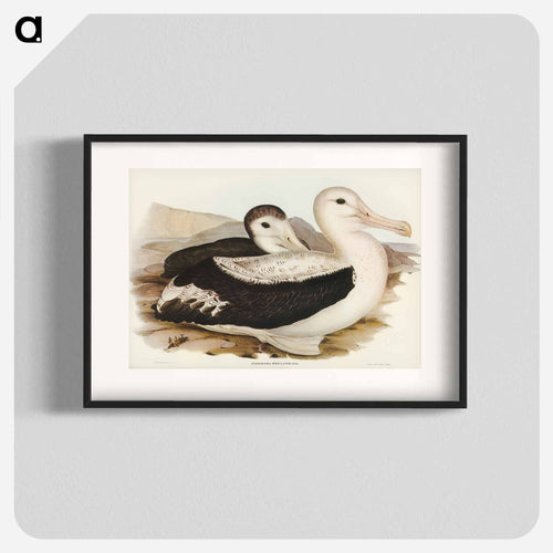 Wandering Albatross
 - オーストラリアの鳥 Poster.
