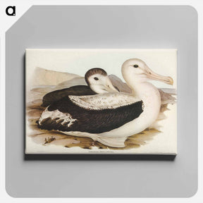 アートパネル-Wandering Albatross
 - オーストラリアの鳥 Canvas.