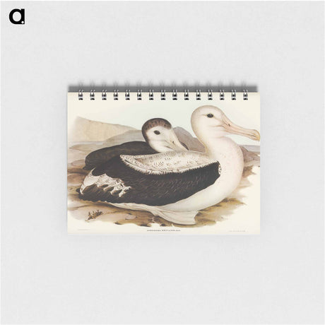 アートメモ帳-Wandering Albatross
 - オーストラリアの鳥 Memo.