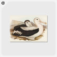 アートポストカード-Wandering Albatross
 - オーストラリアの鳥 Postcard.