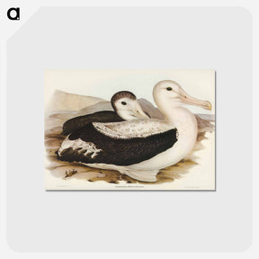アートポストカード-Wandering Albatross
 - オーストラリアの鳥 Postcard.
