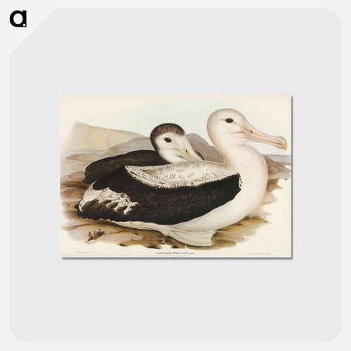 Wandering Albatross
- オーストラリアの鳥 Postcard.