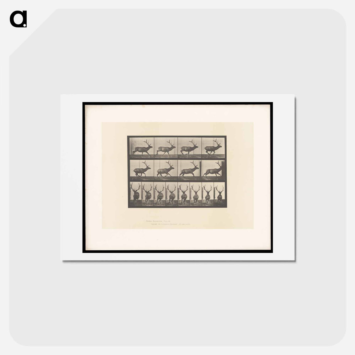 アートポストカード-Running Elk
 - エドワード マイブリッジ Postcard.