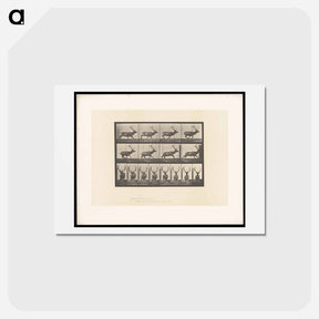 アートポストカード-Running Elk
 - エドワード マイブリッジ Postcard.