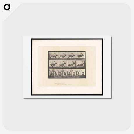 アートポストカード-Running Elk
 - エドワード マイブリッジ Postcard.