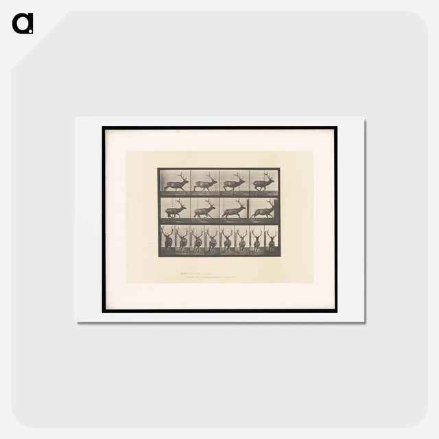 アートポストカード-Running Elk
 - エドワード マイブリッジ Postcard.