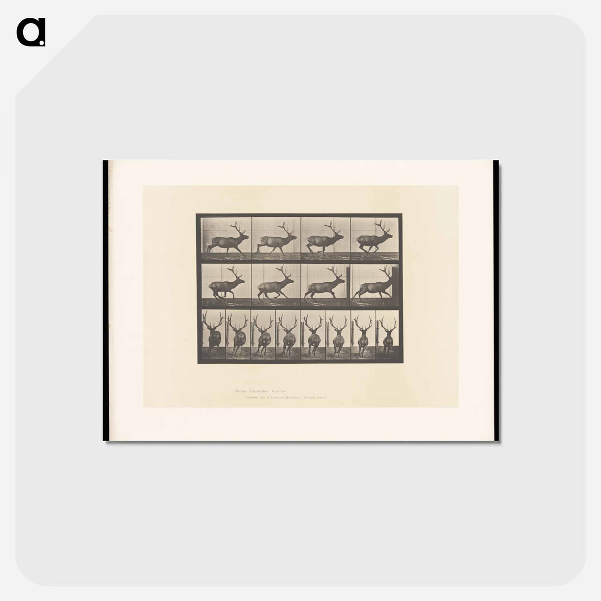 アートポストカード-Running Elk
 - エドワード マイブリッジ Postcard.