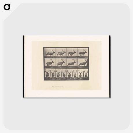 アートポストカード-Running Elk
 - エドワード マイブリッジ Postcard.