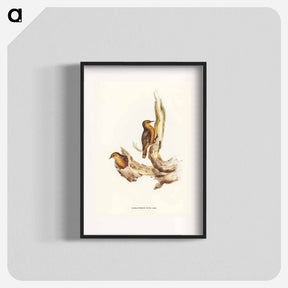 アートポスター-Rufous Tree-Creeper
 - ジョン グールド Poster.