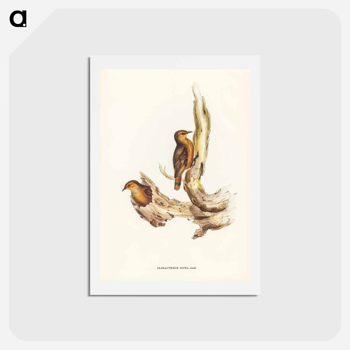 アートポストカード-Rufous Tree-Creeper
 - ジョン グールド Postcard.