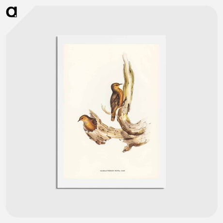 アートポストカード-Rufous Tree-Creeper
 - ジョン グールド Postcard.