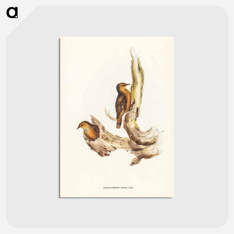 アートポストカード-Rufous Tree-Creeper
 - ジョン グールド Postcard.