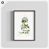Almond-leaved pear - Pierre Joseph Redouté Poster.