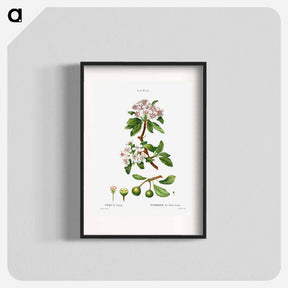 アートポスター-Almond-leaved pear - ピエール ジョゼフ ルドゥーテ Poster.