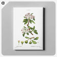 7-51_Pierre-Joseph-Redoute_canvas