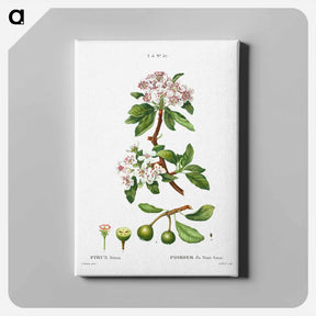 アートパネル-Almond-leaved pear - ピエール ジョゼフ ルドゥーテ Canvas.