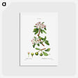 アートポストカード-Almond-leaved pear - ピエール ジョゼフ ルドゥーテ Postcard.