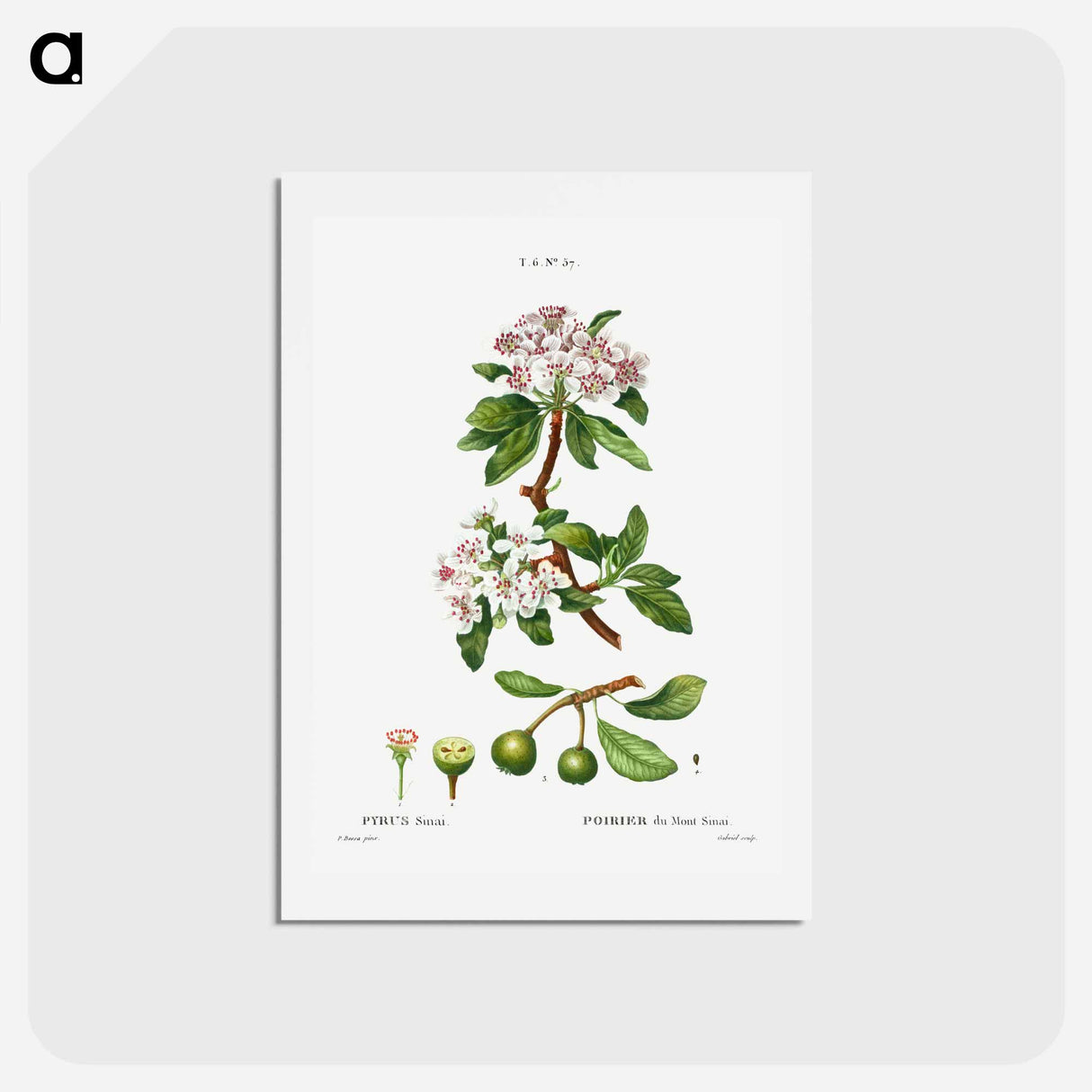 アートポストカード-Almond-leaved pear - ピエール ジョゼフ ルドゥーテ Postcard.