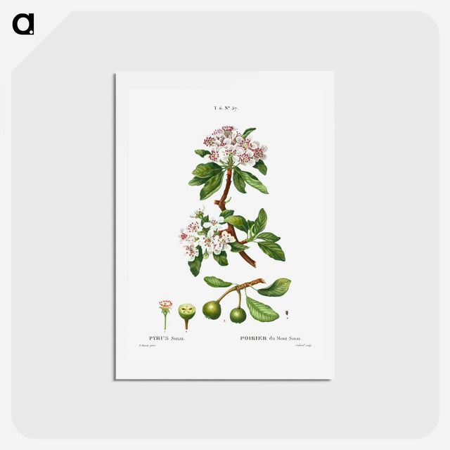 アートポストカード-Almond-leaved pear - ピエール ジョゼフ ルドゥーテ Postcard.