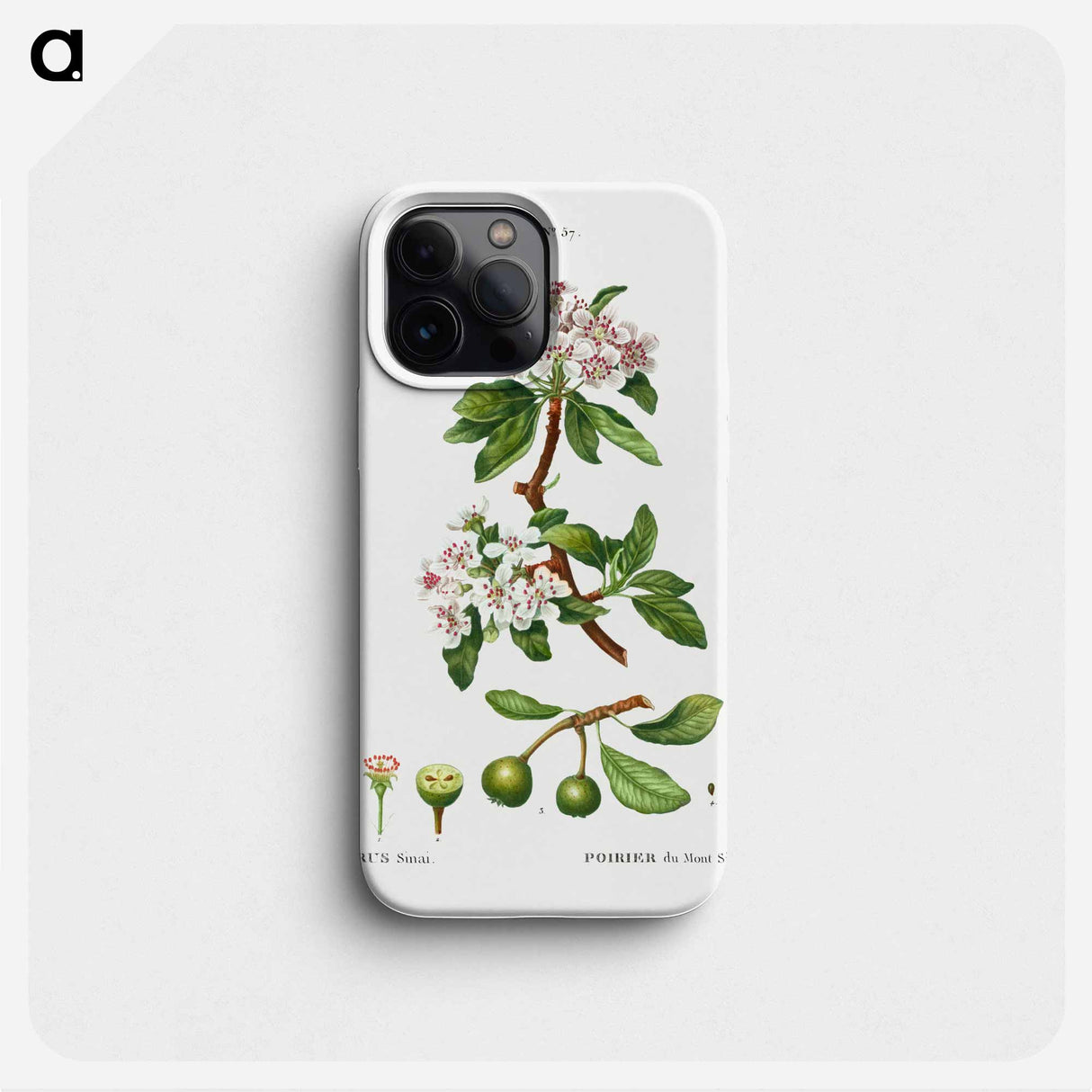 Almond-leaved pear - ピエール ジョゼフ ルドゥーテ Phone Case.