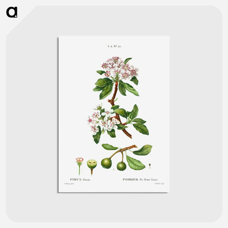 アートポストカード-Almond-leaved pear - ピエール ジョゼフ ルドゥーテ Postcard.