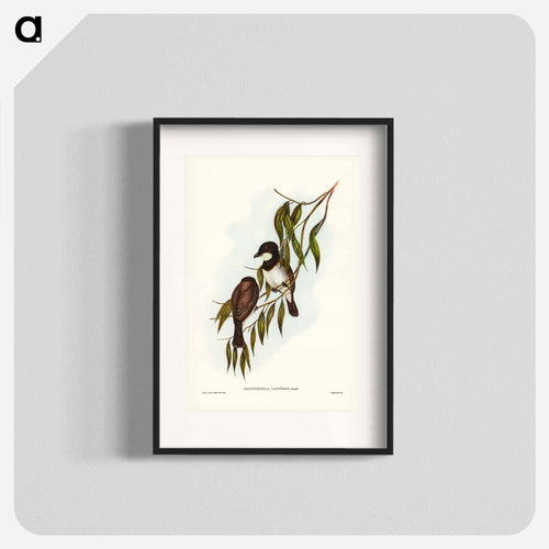 Shrike-like Phachycephala
 - オーストラリアの鳥 Poster.