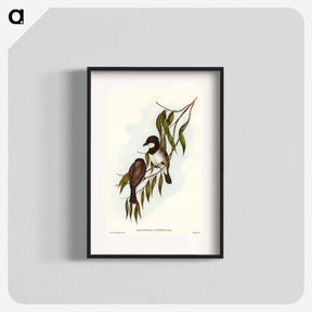 アートポスター-Shrike-like Phachycephala
 - オーストラリアの鳥 Poster.