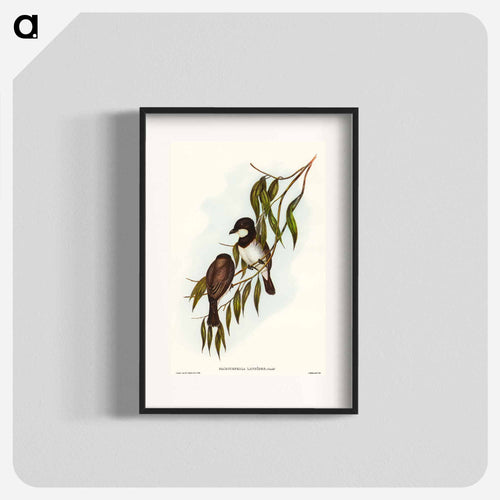 Shrike-like Phachycephala
 - オーストラリアの鳥 Poster.