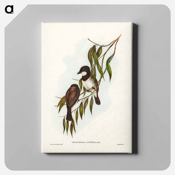 Shrike-like Phachycephala
 - オーストラリアの鳥 Canvas.