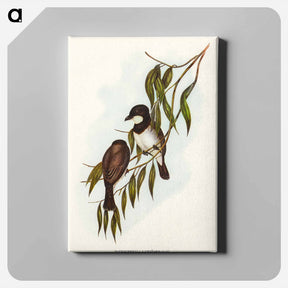 アートパネル-Shrike-like Phachycephala
 - オーストラリアの鳥 Canvas.