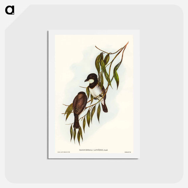 アートポストカード-Shrike-like Phachycephala
 - オーストラリアの鳥 Postcard.
