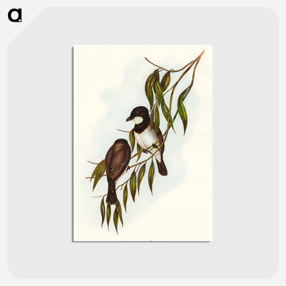 アートポストカード-Shrike-like Phachycephala
 - オーストラリアの鳥 Postcard.