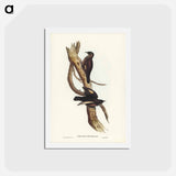 アートポストカード-Black-tailed Tree-Creeper
 - ジョン グールド Postcard.